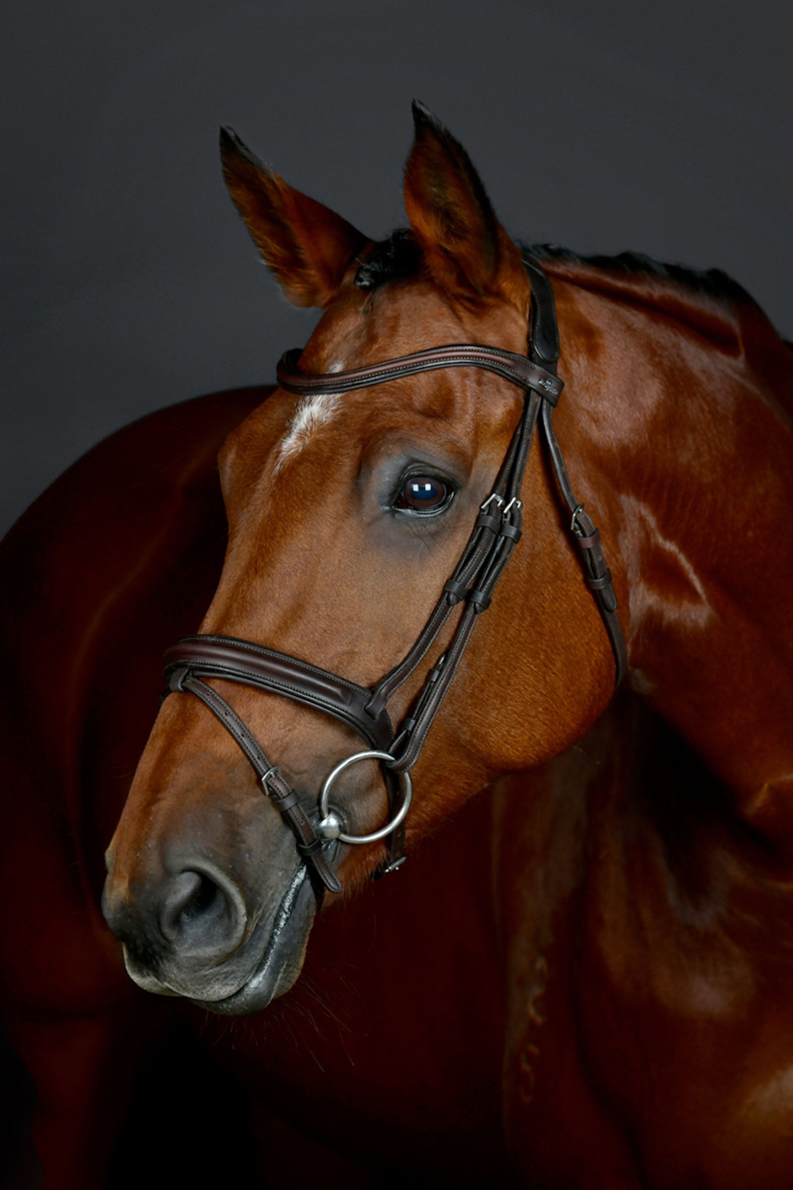 Collegiate Comfitec Opulux yksinkertainen pehmustettu suitset yhdistetyllä hannoverilaisturpahihnalla Suitset & Ohjat