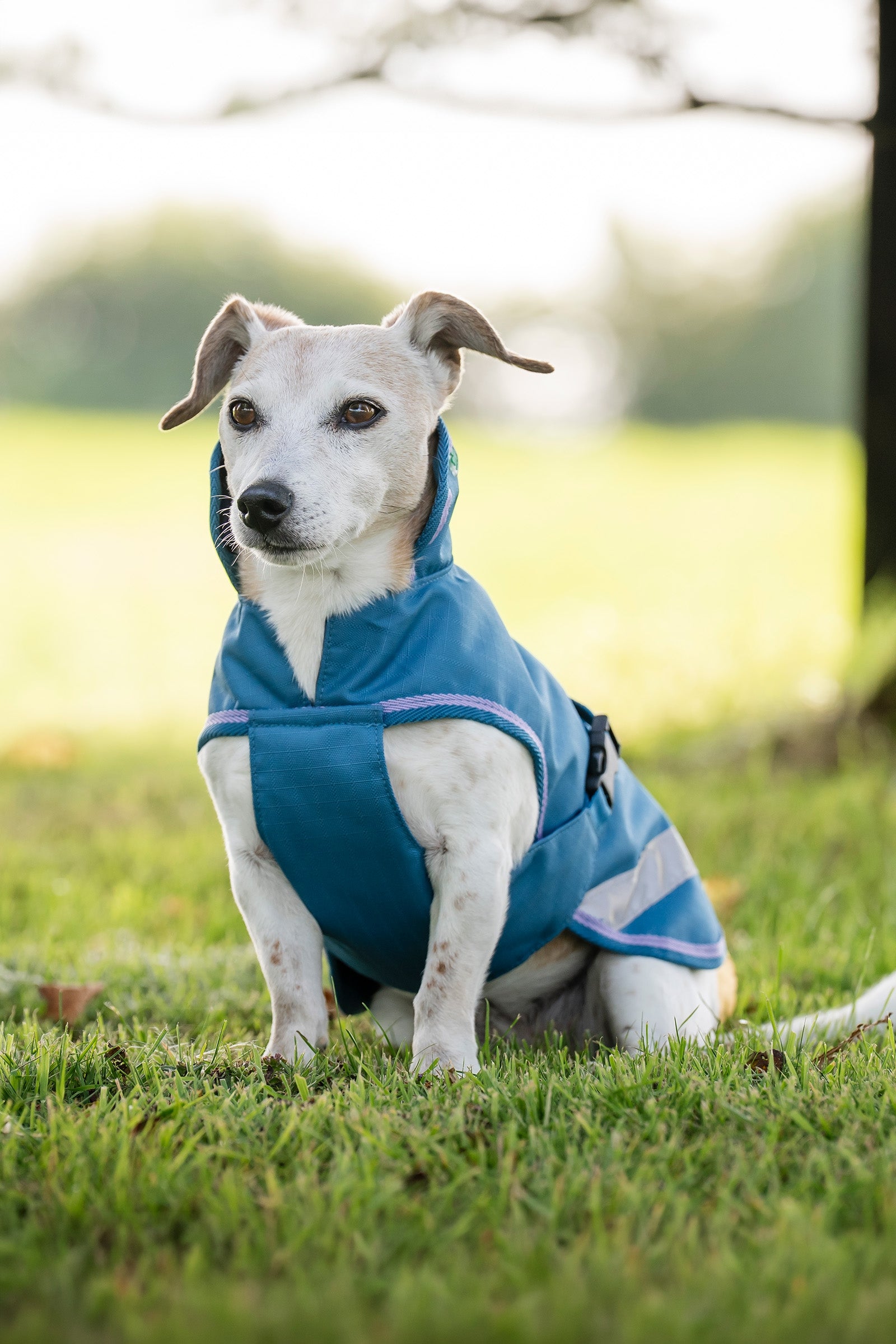Bucas Freedom Dog Rug, 50g  (50-75 cm) Dog Accesories