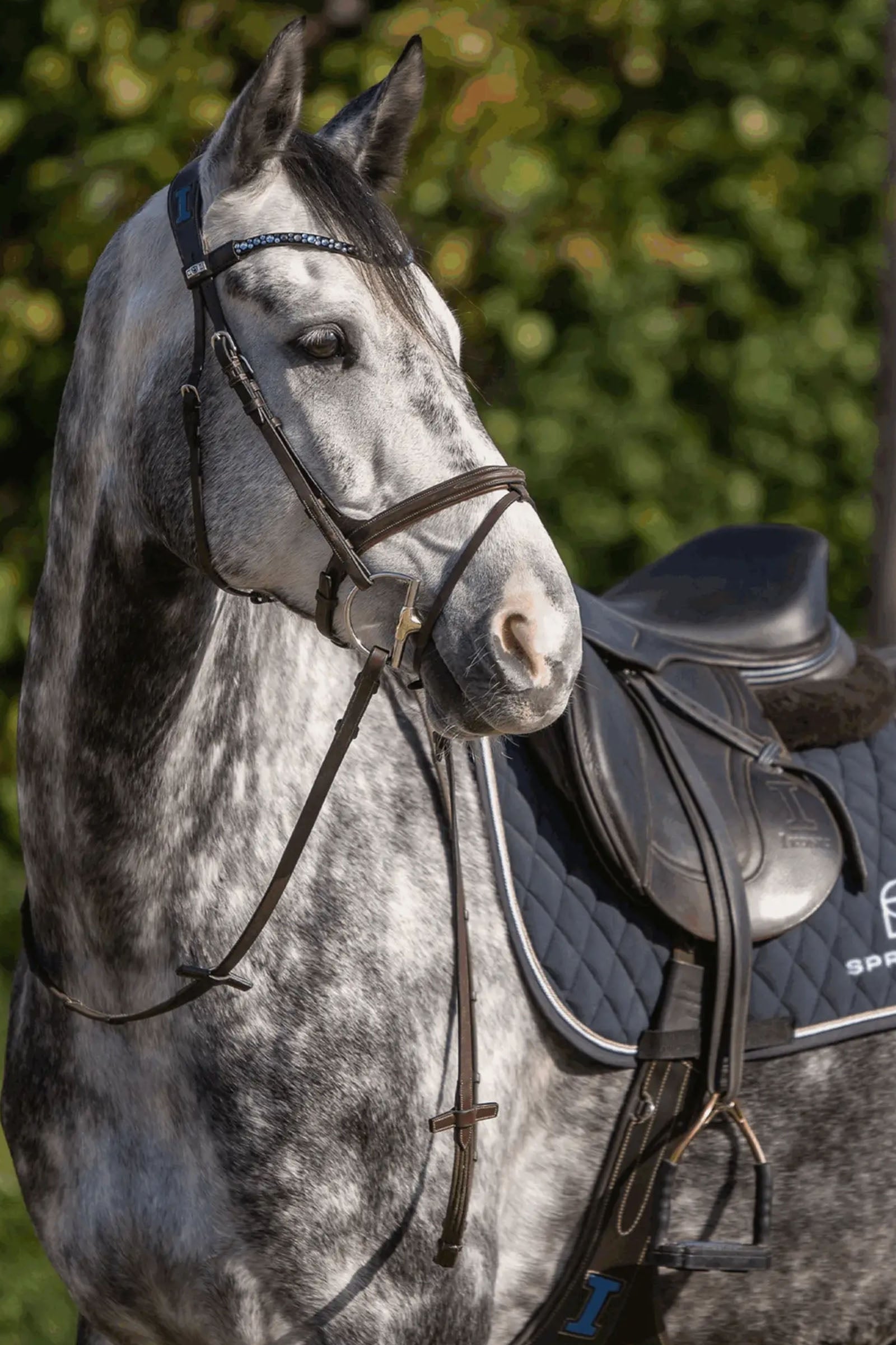 Sprenger Dynamic RS Hunter D-Ring Snaffle 14mm Single Jointed Sensogan 70mm D-Ring Horse Bits