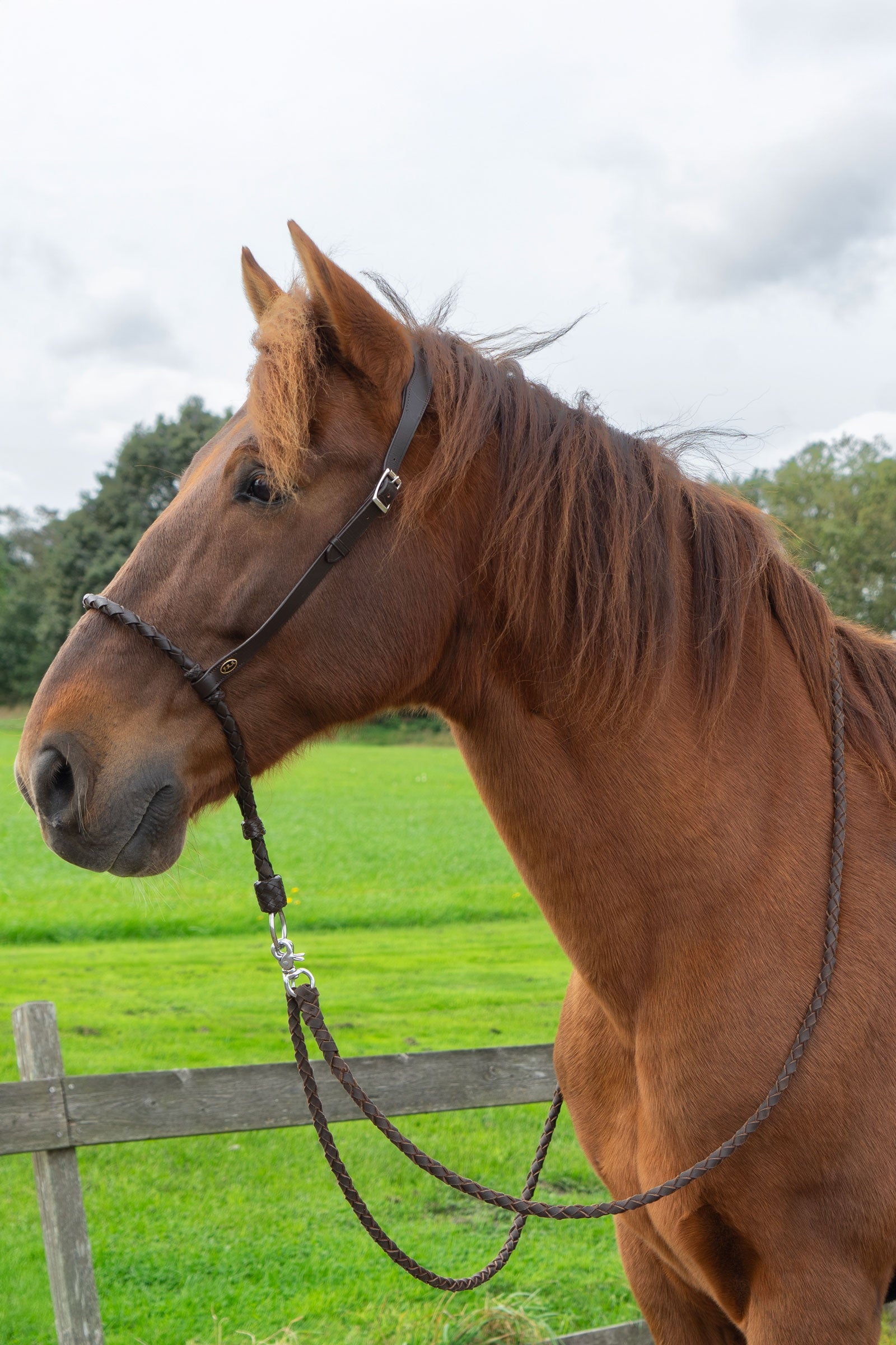 F.R.A. Freedom Riding Articles Bosal Tigo (System 2) Bridles & Reins