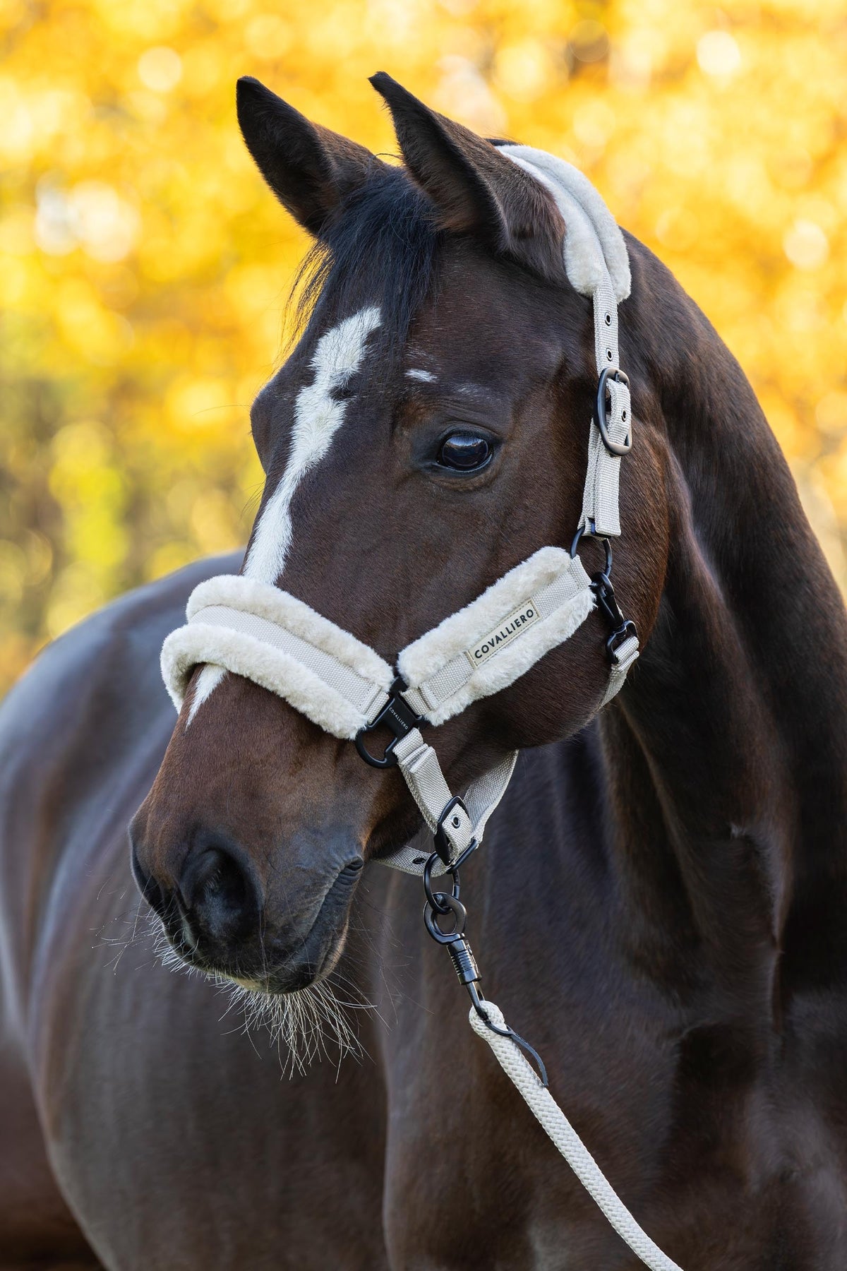 Covalliero FW26 Soft Halter Halters & Leads