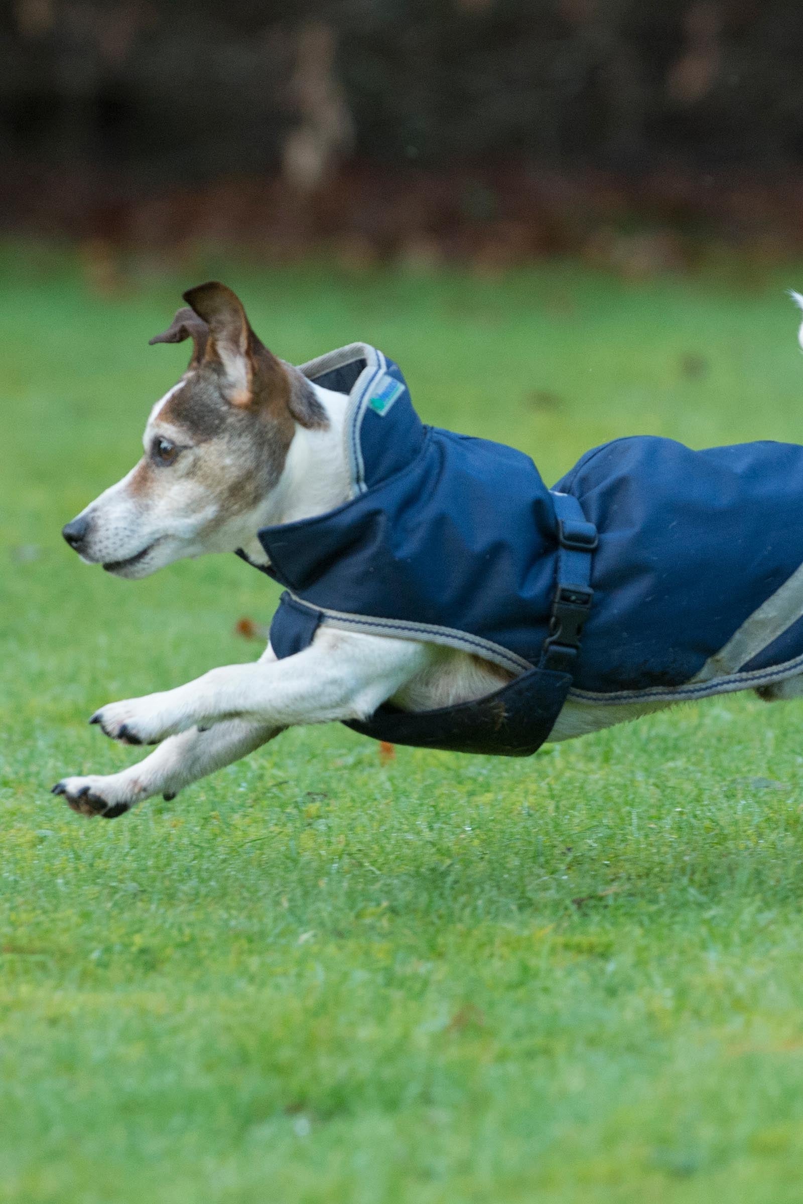 Bucas Freedom Dog Rug, 300g (30-45 cm) Dog Accesories